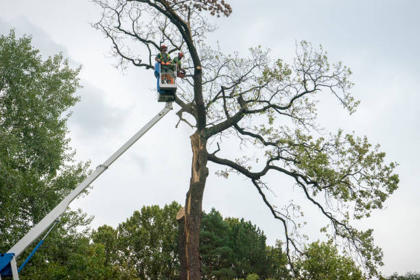 The Steps Involved in Our Tree Care Process in Sumas, WA